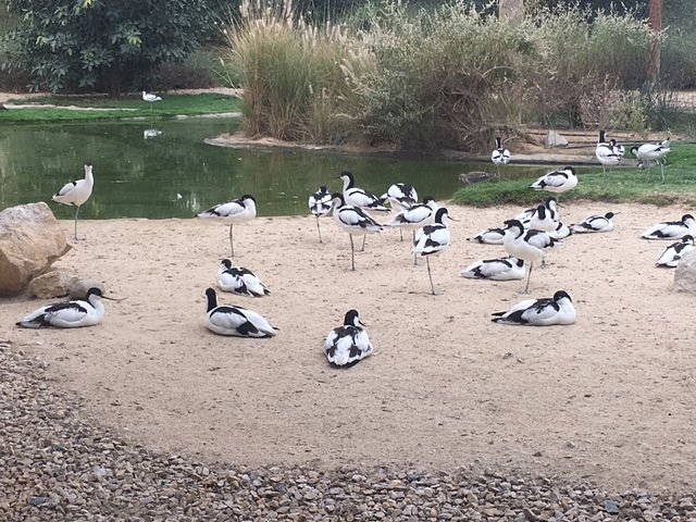 <iframe width="853" height="480" src="https://www.youtube.com/embed/DBPh8Sql16Y" title="Wasit Wetland Centre - Sharjah, UAE" frameborder="0" allow="accelerometer; autoplay; clipboard-write; encrypted-media; gyroscope; picture-in-picture; web-share" allowfullscreen></iframe>