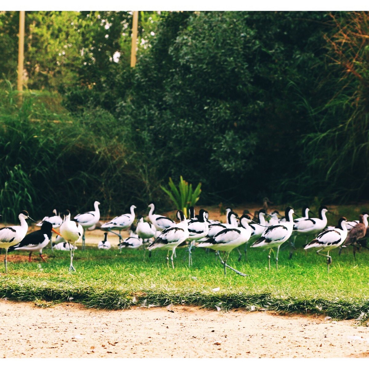 <iframe width="853" height="480" src="https://www.youtube.com/embed/DBPh8Sql16Y" title="Wasit Wetland Centre - Sharjah, UAE" frameborder="0" allow="accelerometer; autoplay; clipboard-write; encrypted-media; gyroscope; picture-in-picture; web-share" allowfullscreen></iframe>