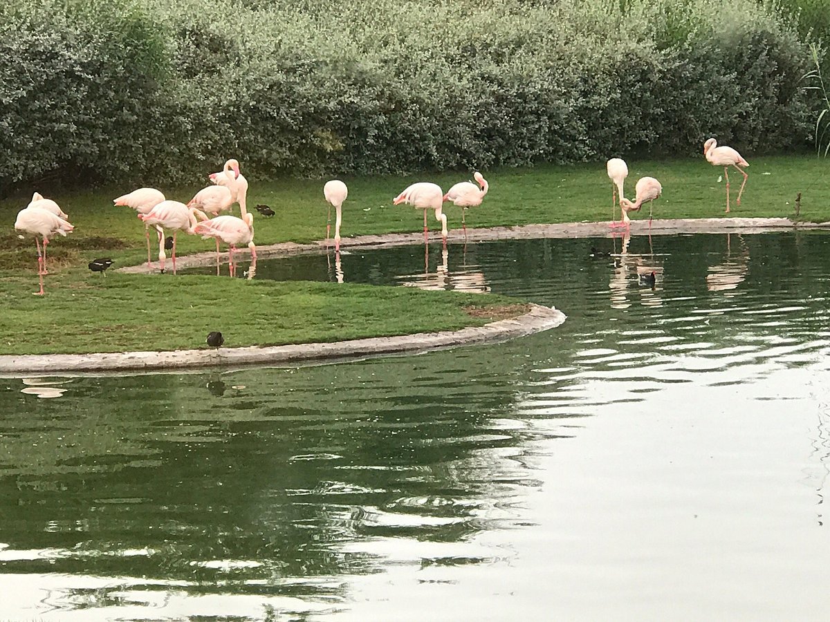 <iframe width="853" height="480" src="https://www.youtube.com/embed/DBPh8Sql16Y" title="Wasit Wetland Centre - Sharjah, UAE" frameborder="0" allow="accelerometer; autoplay; clipboard-write; encrypted-media; gyroscope; picture-in-picture; web-share" allowfullscreen></iframe>