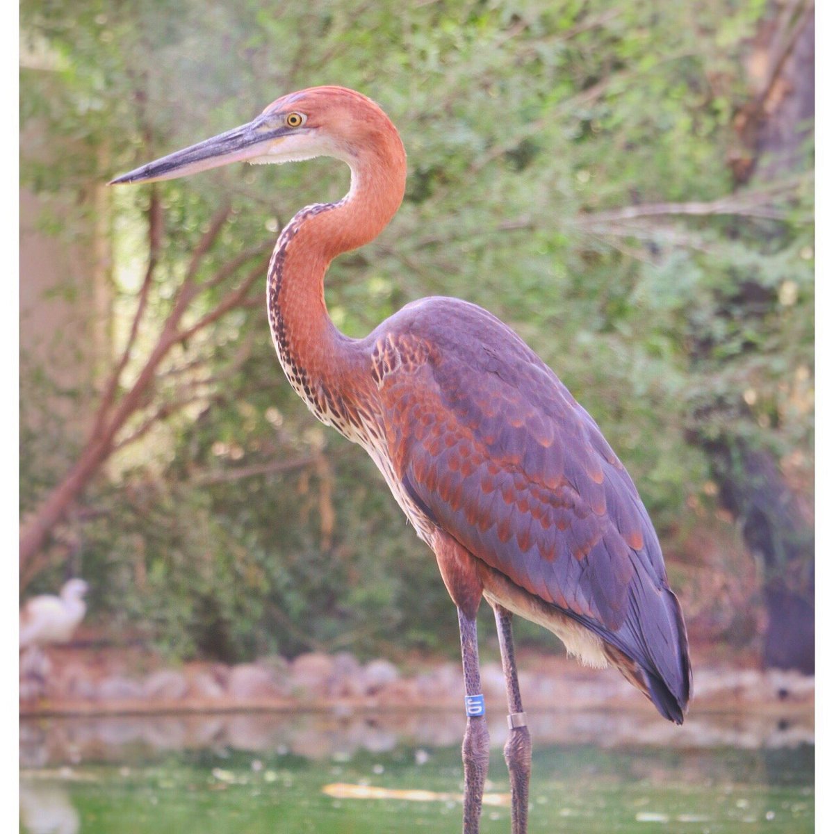 <iframe width="853" height="480" src="https://www.youtube.com/embed/DBPh8Sql16Y" title="Wasit Wetland Centre - Sharjah, UAE" frameborder="0" allow="accelerometer; autoplay; clipboard-write; encrypted-media; gyroscope; picture-in-picture; web-share" allowfullscreen></iframe>